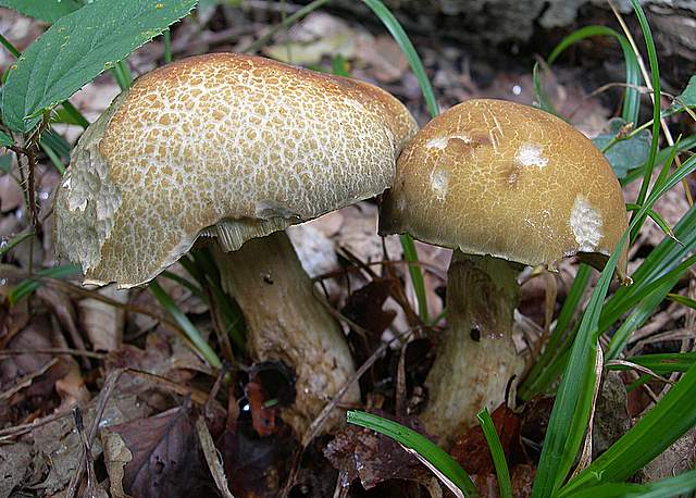 I  Funghi della collina pianeggiante